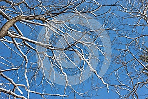 Winter Trees And Blue Sky