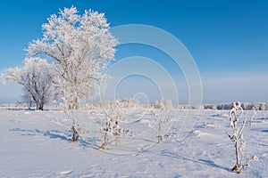 Winter, trees and bushes covered with frost.