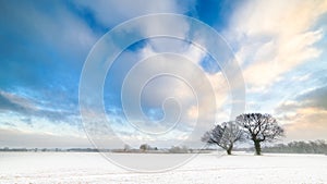 Winter Trees and Cloudy Blue Skies