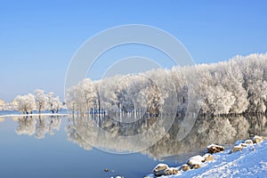 Winter trees covered with frost on Danube