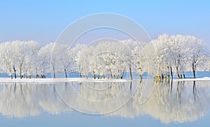 Winter trees covered with frost