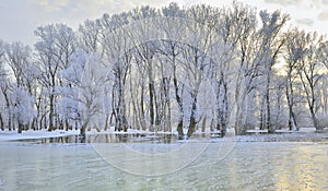 Winter trees covered with frost