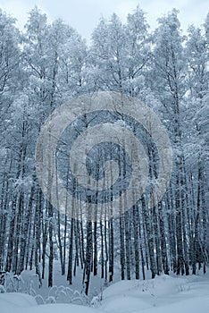 Winter trees covered with snow