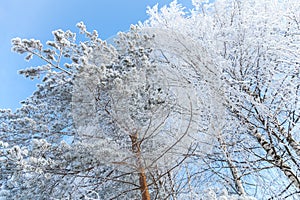 Winter trees covered snow blue sky background