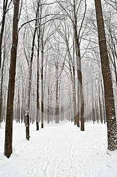 Winter trees covered with snow in the forest