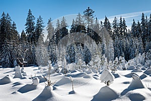 Winter Trees Covered with Snow, Frosty an Sunny Weather