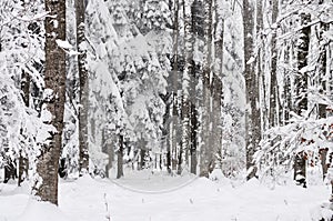 Winter trees in the forest