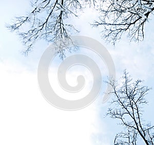 Winter trees frame