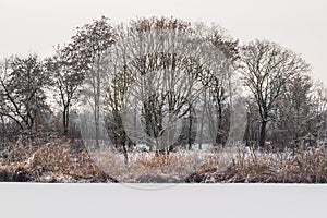 Winter trees at lake, ice covered with snow