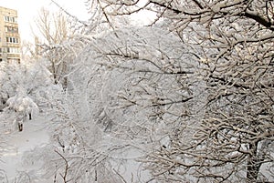 Winter trees in Lugansk