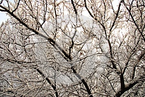 Winter trees in Lugansk photo