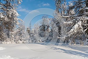 Winter trees in the Moscow region trees