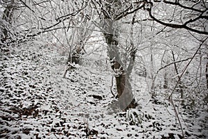 Winter trees in mountains covered with fresh snow. Beautiful landscape with branches of trees covered in snow. Mountain road in