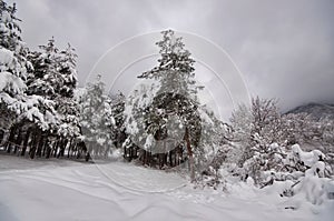 Winter trees in mountains covered with fresh snow. Beautiful landscape with branches of trees covered in snow. Mountain road in