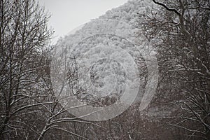 Winter trees in mountains covered with fresh snow. Beautiful landscape with branches of trees covered in snow. Mountain road in