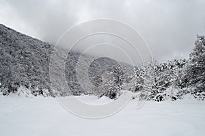 Winter trees in mountains covered with fresh snow. Beautiful landscape with branches of trees covered in snow. Mountain road in