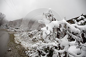 Winter trees in mountains covered with fresh snow. Beautiful landscape with branches of trees covered in snow. Mountain road in