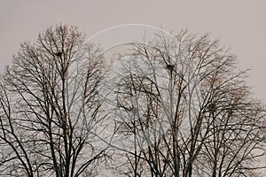 Winter trees with nests of crows