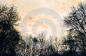 Winter Trees on Orange Sky Background