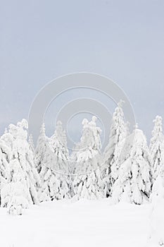 winter trees, Orlicke Mountains, Czech Republic