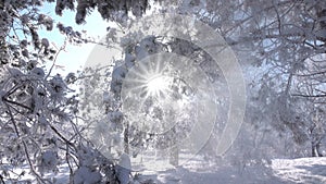 Winter trees in the park. Real falling snow.