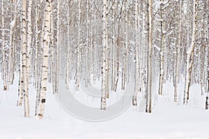 Winter trees