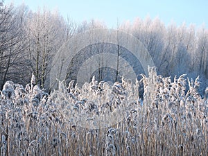 Winter trees and reed pattern