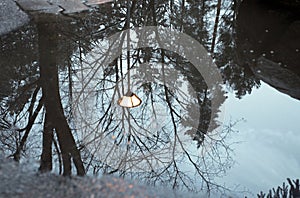 Winter Trees Reflecting