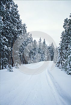 Winter trees and road