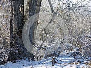 Winter trees and shrubs in western Colorado after a snow storm