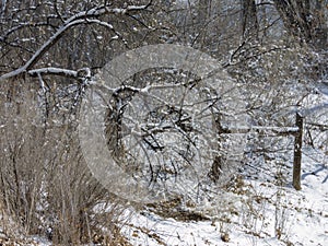 Winter trees and shrubs in western Colorado after a snow storm