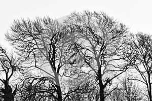 Winter Trees in Silhouette