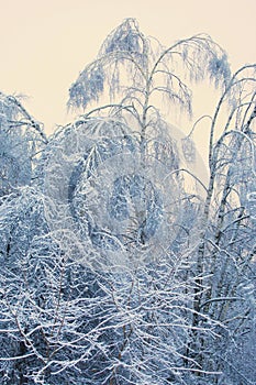 Winter, trees in the snow