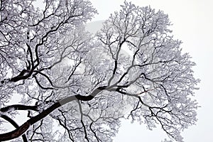Stromy se sněhem 