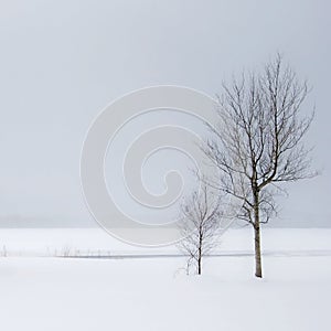 Winter Trees and Snow