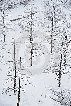 Winter trees in snow