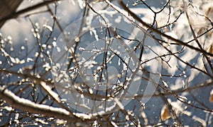 Winter trees on snow