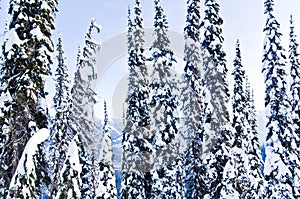Winter trees snow