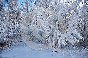 Winter trees in the snow beautiful branches in hoarfrost