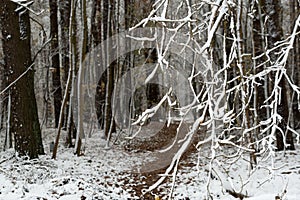 winter trees with snow closeup selective focus