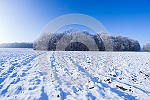 Winter trees snow field sun