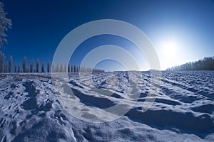 Winter trees snow field sun