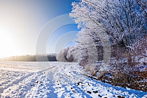 Winter trees snow field sun