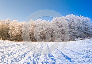 Winter trees snow field sun