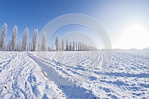 Winter trees snow field sun