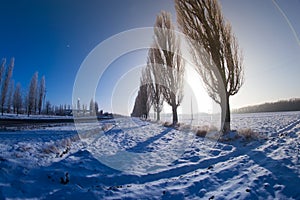 Winter trees snow field sun