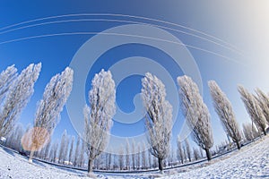 Winter trees snow field sun