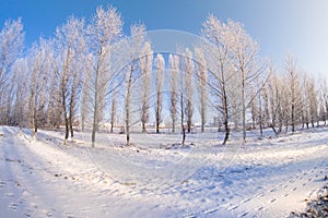 Winter trees snow field sun