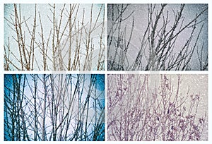 Winter trees and snow set