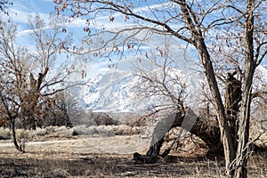 Winter trees, snowy mountains, and dry autumn grassy meadow in California valley